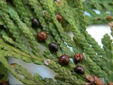 recent-project-img-1