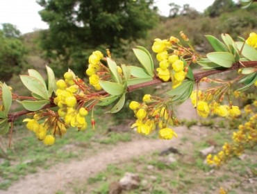 Berberis Aristata