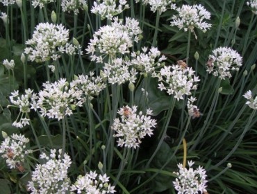 Allium Sativum