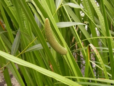 Acorus Calamus