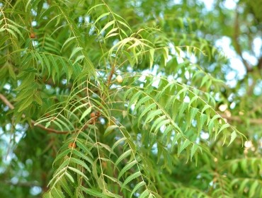 Azadirachita Indica