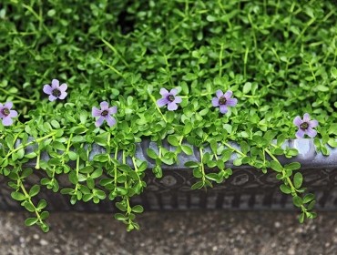 Bacopa Monneiri